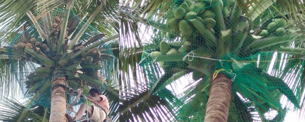 Coconut Tree Safety Nets in Hyderabad